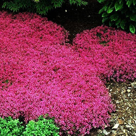 Seeds Of Strength butterfly friendly thyme garden supports pollinators and edible landscaping.