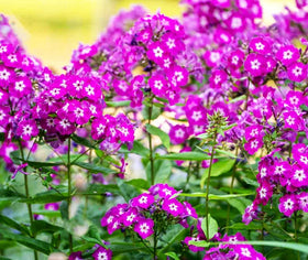 Butterflies visiting Seeds Of Strength phlox in a sunlit garden.