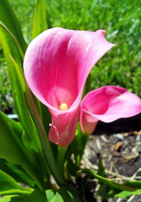 Seeds Of Strength calla lily flower buds hint at elegant summer color.