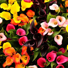 Seeds Of Strength calla lily flower in full bloom showcases elegant and long-lasting beauty.