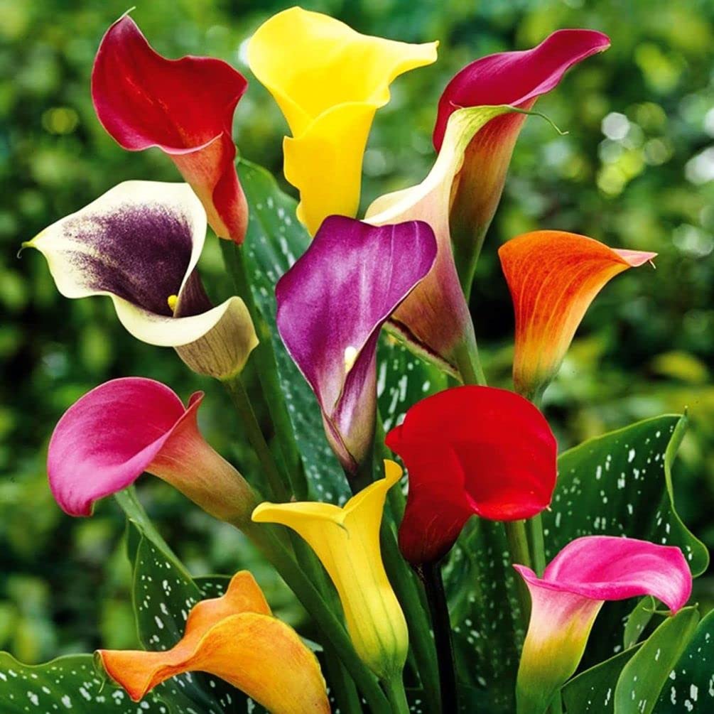 Seeds Of Strength garden setup with calla lilies inspires bright decor in any space.