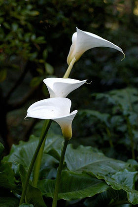 Seeds Of Strength calla lily leaves provide lush garden foliage.
