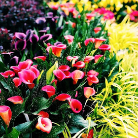 Seeds Of Strength calla lily seed germination setup nurtures healthy growth and colorful results.