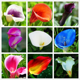 Seeds Of Strength calla lily seeds pack for vibrant home blooms.