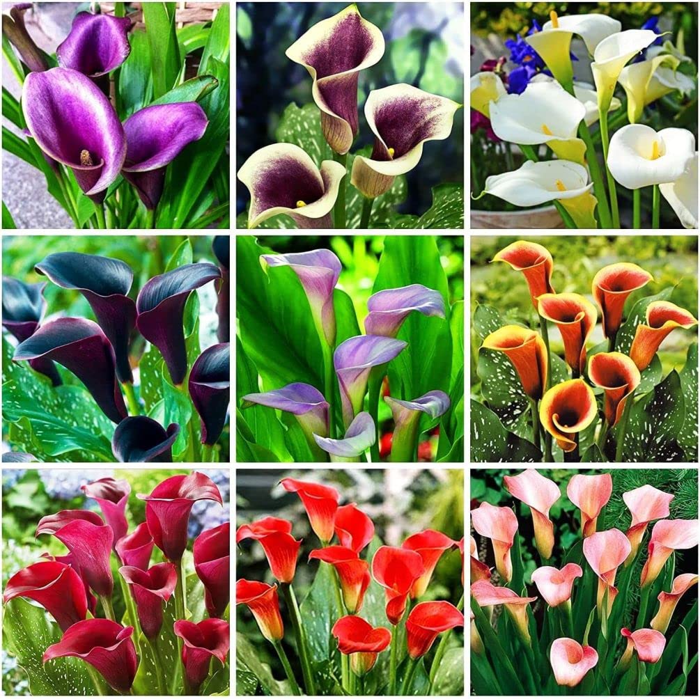 Seeds Of Strength calla lily seeds pack ready for easy home planting and vibrant blooms.