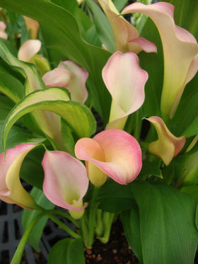 Seeds Of Strength tall calla lily stems add vertical garden drama.