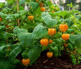 Seeds Of Strength cape gooseberry flowers preparing for fruit set.