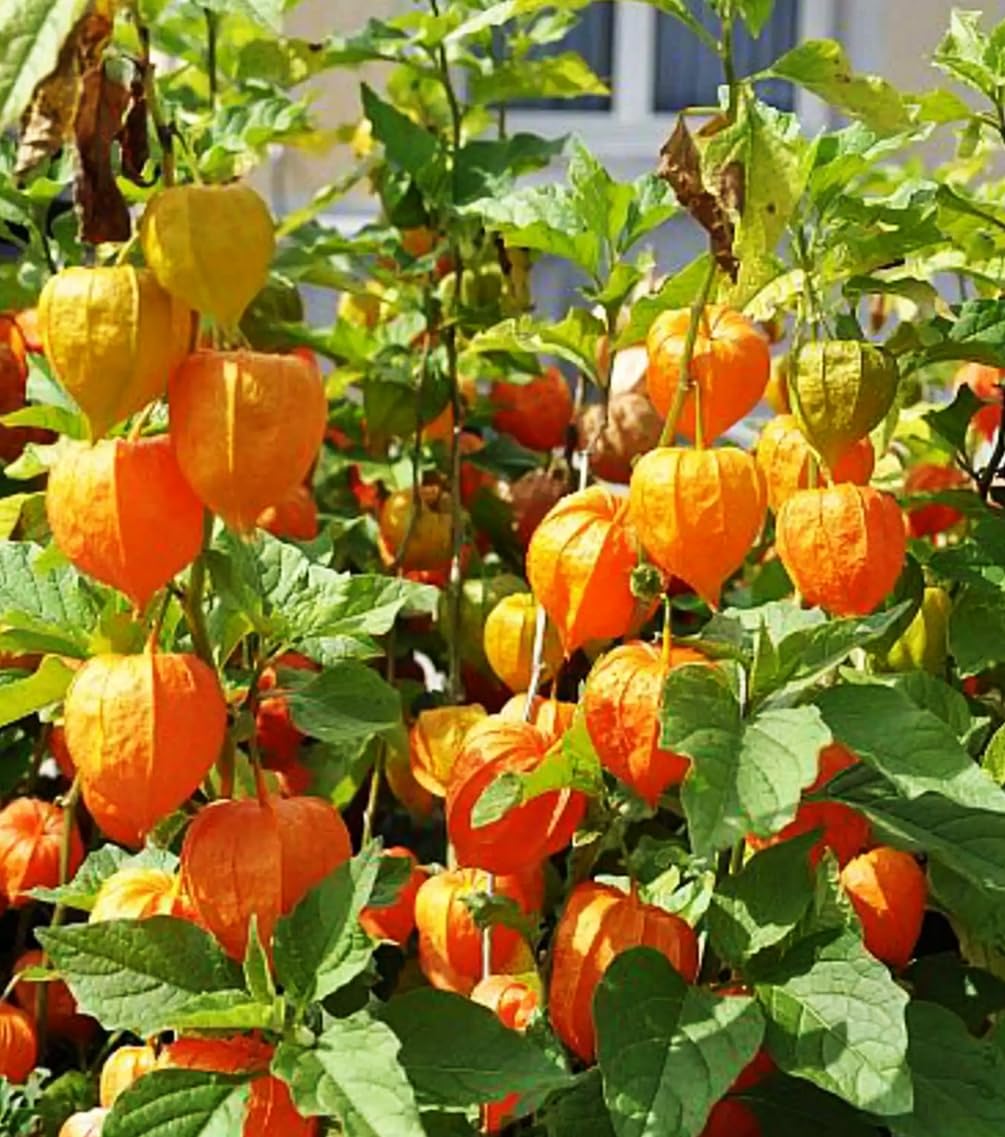 Seeds Of Strength cape gooseberry harvest ready berries in protective husks.