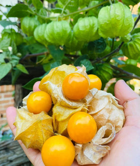 Seeds Of Strength cape gooseberry husks storage convenient weeks longer freshness.