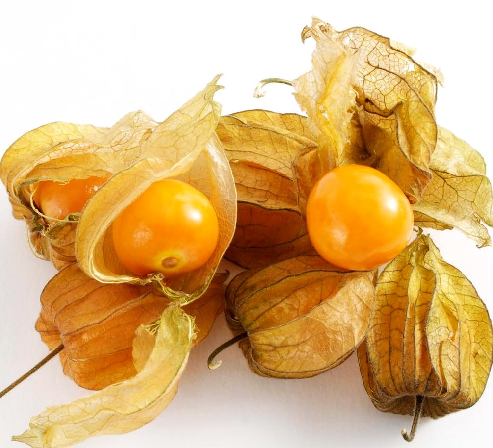 Seeds Of Strength cape gooseberry lantern husks framing bright berries for decorative and edible use.