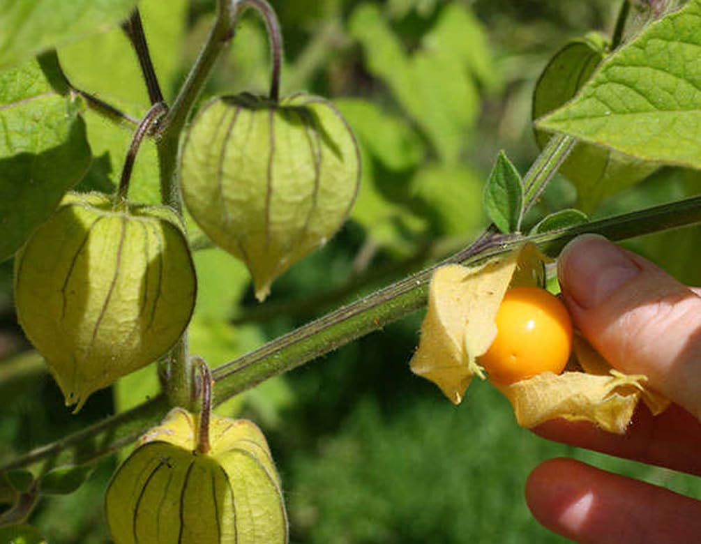 Seeds Of Strength non-GMO heirloom cape gooseberry seeds for gourmet cultivation.