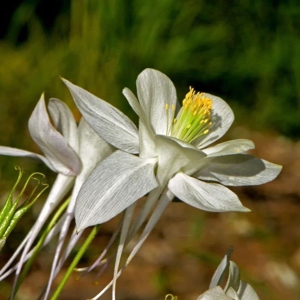 Seeds Of Strength flowering McKana Giants brighten borders with vertical garden interest.