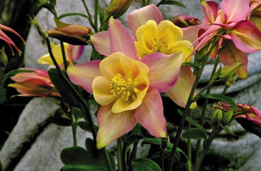 Seeds Of Strength perennial columbine borders provide lasting color.