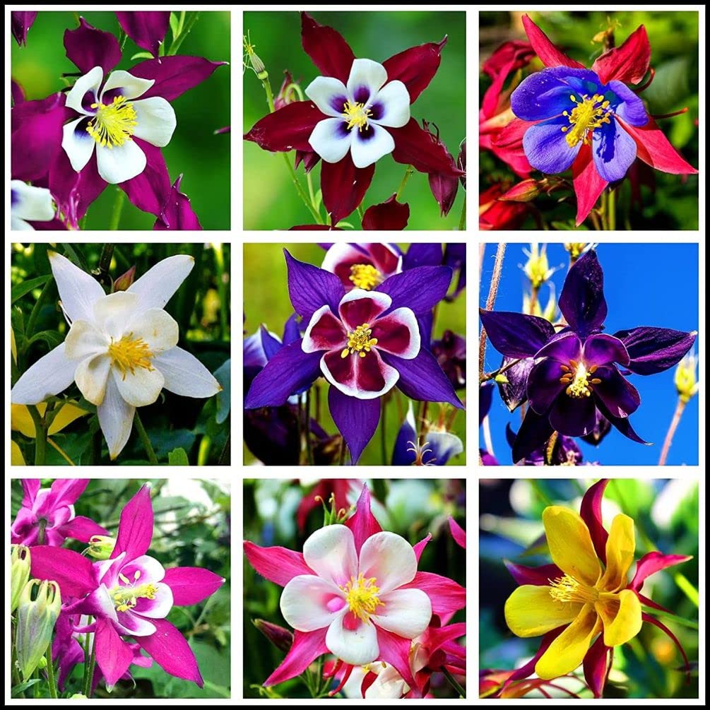 Seeds Of Strength columbine McKana Giants seed pack, ready to sow for colorful garden blooms.