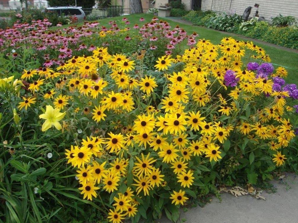  Seeds Of Strength compact plant height 12–36 inches for convenient garden planning.