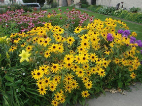  Seeds Of Strength compact plant height 12–36 inches for convenient garden planning.