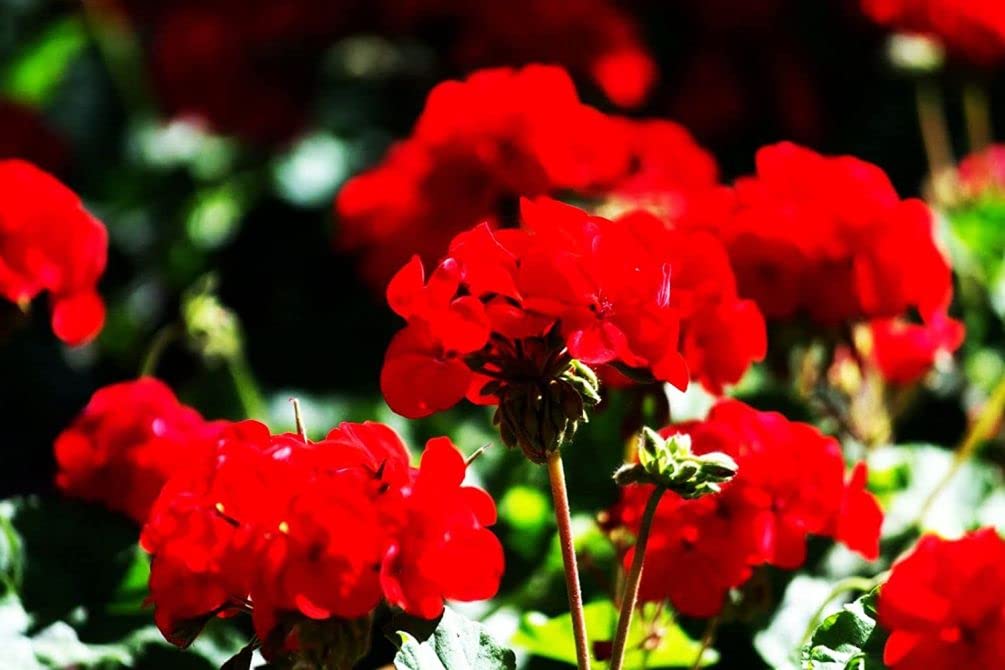 Seeds Of Strength container garden ideas for patios and balconies.