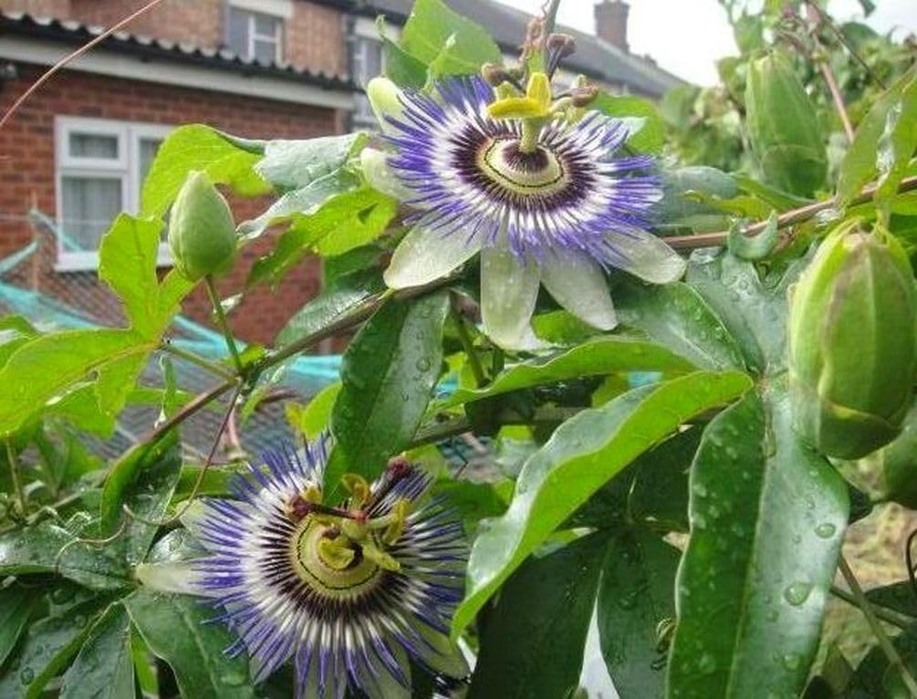 Seeds Of Strength Passiflora incarnata growing in a container for small spaces.