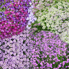 Close-up view of Creeping Thyme foliage from Seeds Of Strength, ideal for drought-tolerant paths.