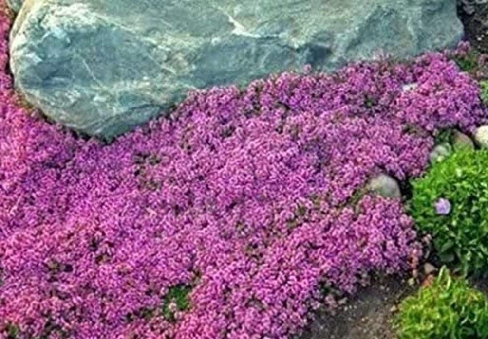 Seeds Of Strength creeping-thyme ground-cover garden image promoting pollinator-friendly landscaping.