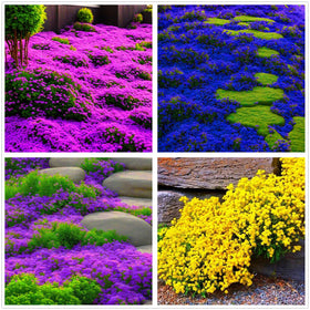 Seeds Of Strength creeping thyme mixed seeds for lush ground cover