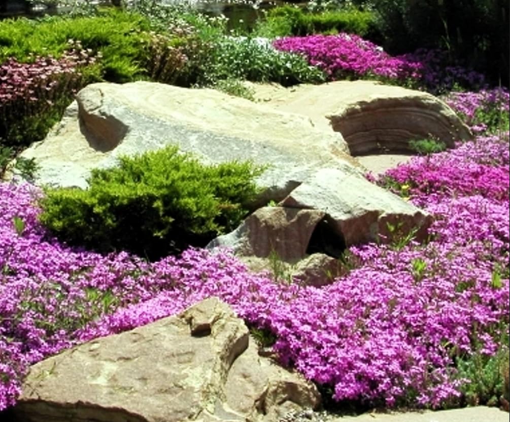 Thyme thriving in full sun on well-drained soil from Seeds Of Strength