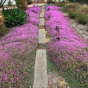 Creeping thyme forming a fragrant ground-cover mat in a garden bed