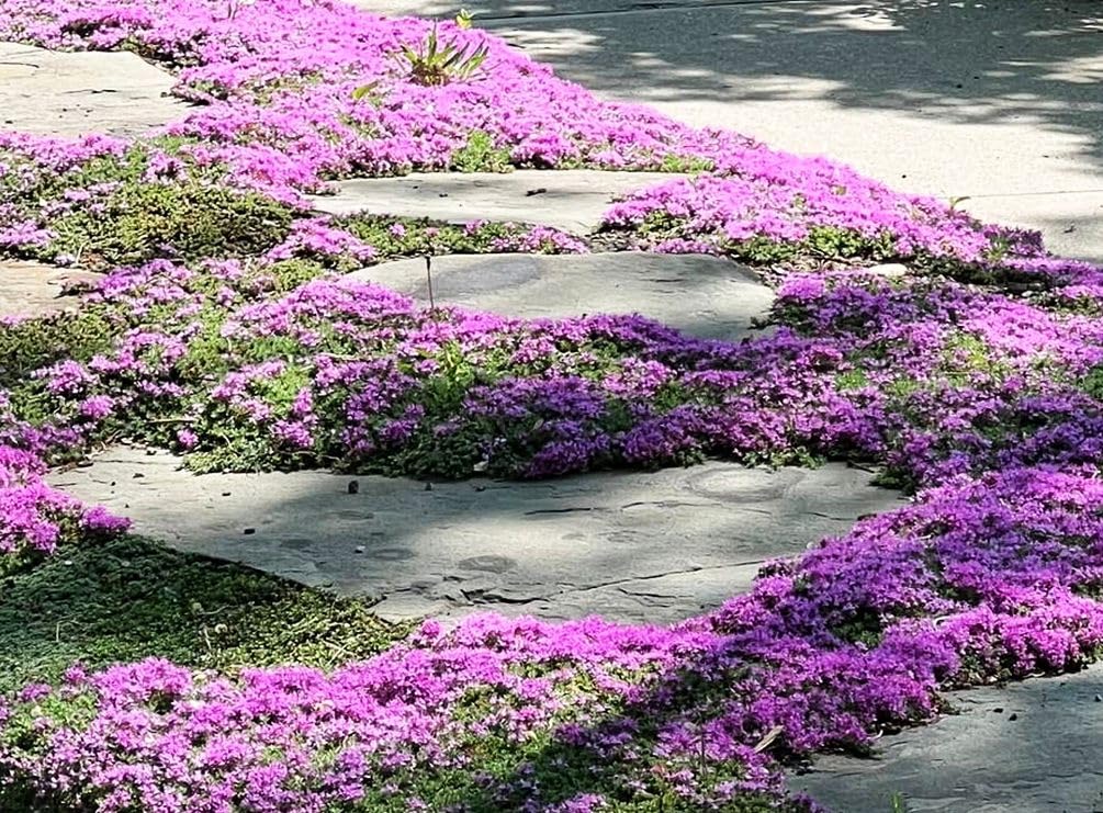 Gardener watering creeping thyme with moderate to low irrigation