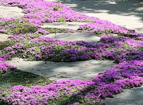 Gardener watering creeping thyme with moderate to low irrigation