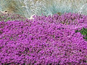 Creeping thyme edging a garden path with soft pink flowers