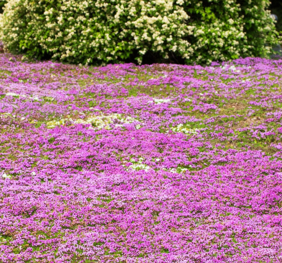 Creeping Thyme pink blooms on a dense ground cover from Seeds Of Strength