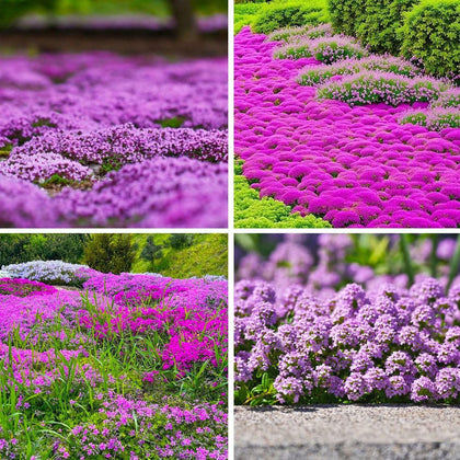 Seeds Of Strength Creeping Thyme seed pack ready for sowing and ground cover creation
