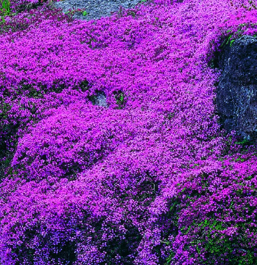 Creeping thyme suitable for Zones 4-9 across seasons