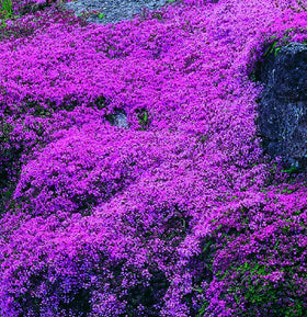 Creeping thyme suitable for Zones 4-9 across seasons