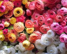 Seeds Of Strength cut flowers last 7-10 days in arrangements.