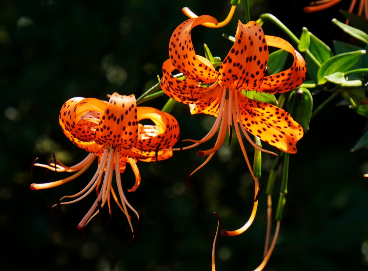 Seeds Of Strength garden cut flowers with sturdy stems for long-lasting arrangements