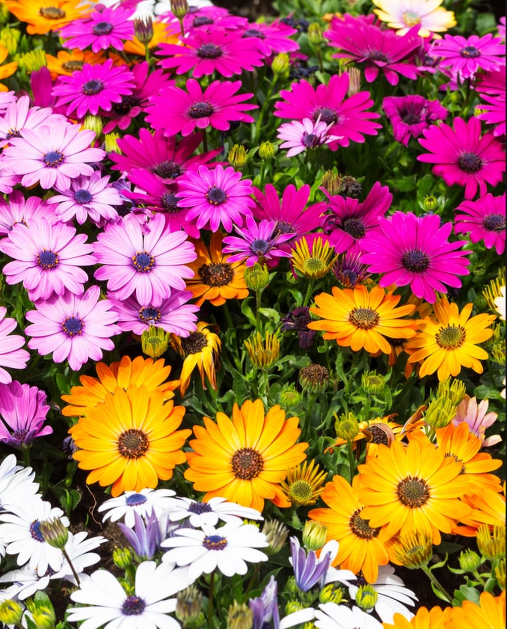 Seeds Of Strength daisy bloom colors purple pink white evoke lively color in borders