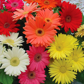 Seeds Of Strength daisy garden gerbera seeds pack for vibrant blooms