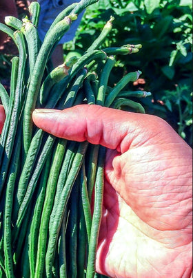 Seeds Of Strength delicious-stir-fry beans deliver tender flavor for meals.