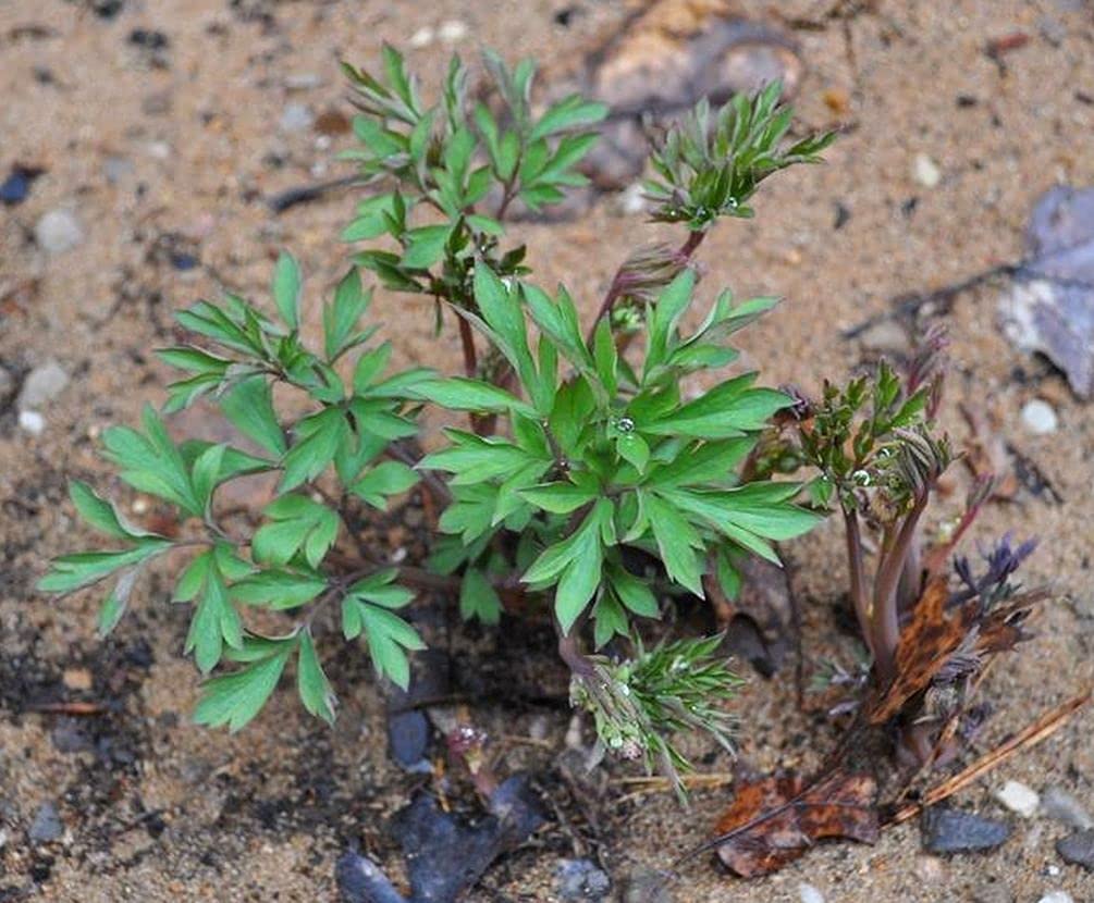 Seeds Of Strength dicentra spectabilis seeds for woodland garden