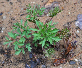 Seeds Of Strength dicentra spectabilis seeds for woodland garden
