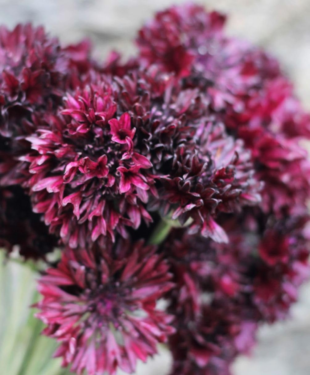 Direct sow method for Black Cornflower in prepared soil