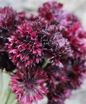 Direct sow method for Black Cornflower in prepared soil