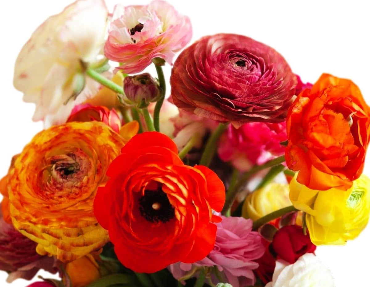 Seeds Of Strength double buttercup blooms add lush, multi-layer petals for bouquets.