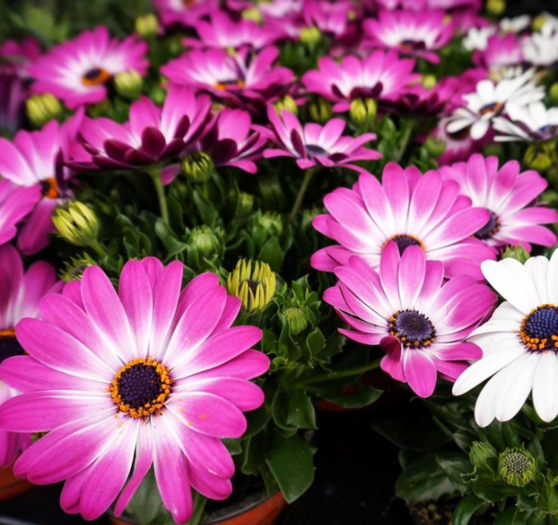 Seeds Of Strength drought-tolerant, sun-loving daisies suit hot climates and water-wise gardens
