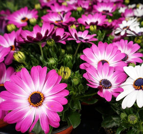 Seeds Of Strength drought-tolerant, sun-loving daisies suit hot climates and water-wise gardens