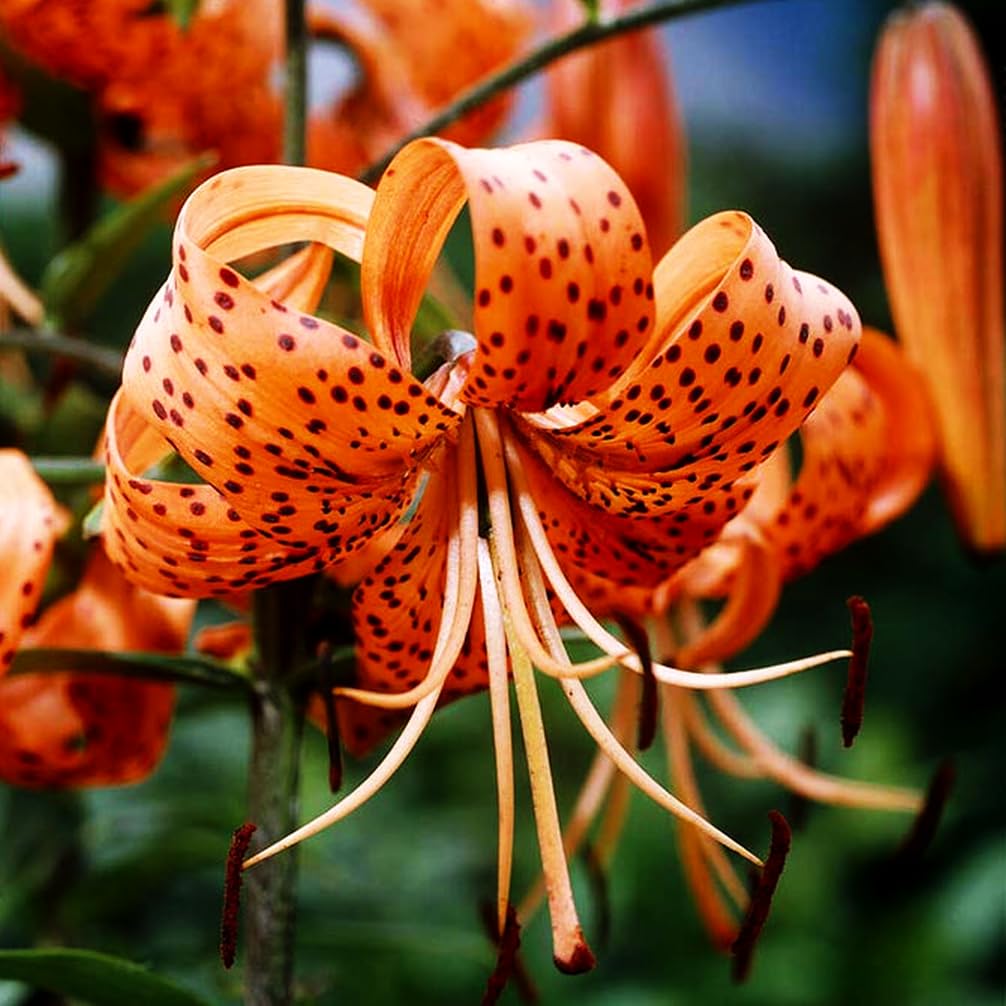 Seeds Of Strength drought-tolerant tiger lily with strong stems for low-water gardens