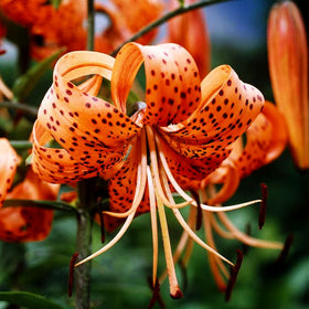 Seeds Of Strength drought-tolerant tiger lily with strong stems for low-water gardens
