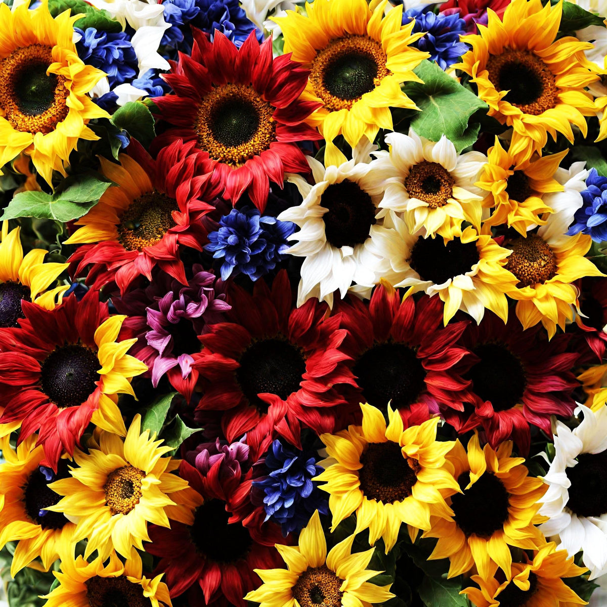 Seeds Of Strength dwarf variegated sunflower bloom displaying multicolor petals for vibrant garden decor