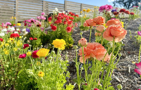 Seeds Of Strength easy-care bulbs designed for beginner gardeners.